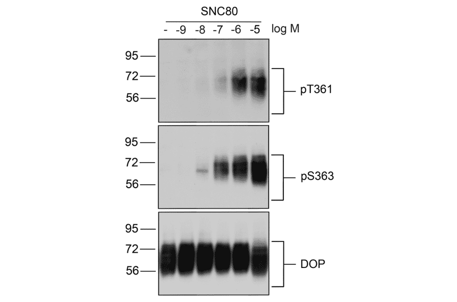 Western blot - Anti-delta Opioid Receptor (phospho Ser363) Antibody (A334519) - Antibodies.com