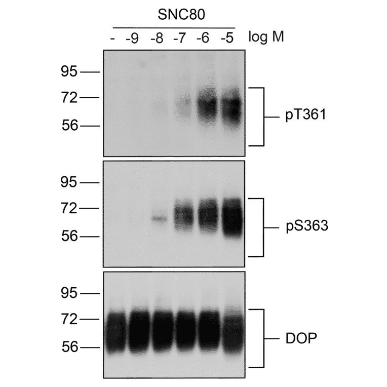 Western blot - Anti-delta Opioid Receptor (phospho Ser363) Antibody (A334519) - Antibodies.com