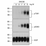 Western blot - Anti-delta Opioid Receptor (phospho Ser363) Antibody (A334519) - Antibodies.com