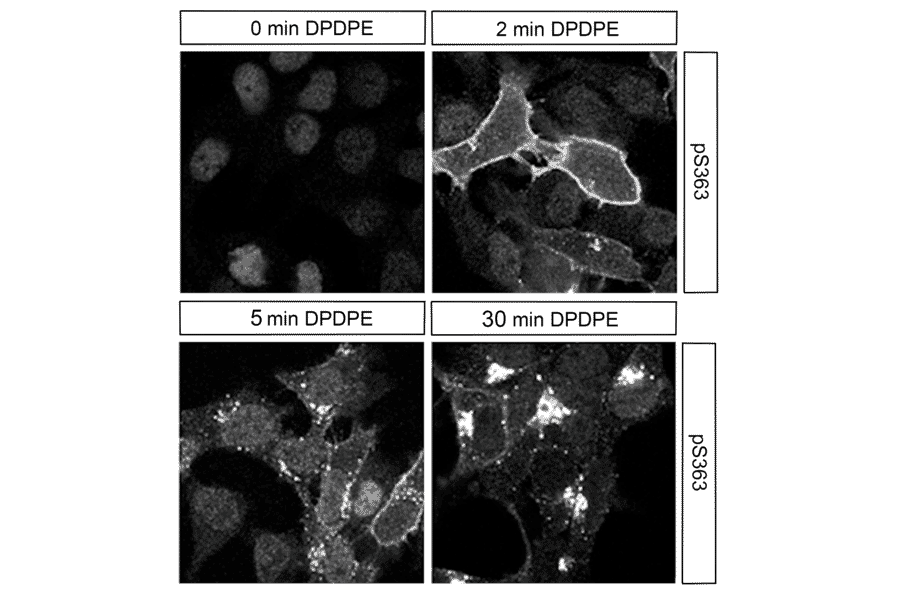 Immunohistochemistry - Anti-delta Opioid Receptor (phospho Ser363) Antibody (A334519) - Antibodies.com