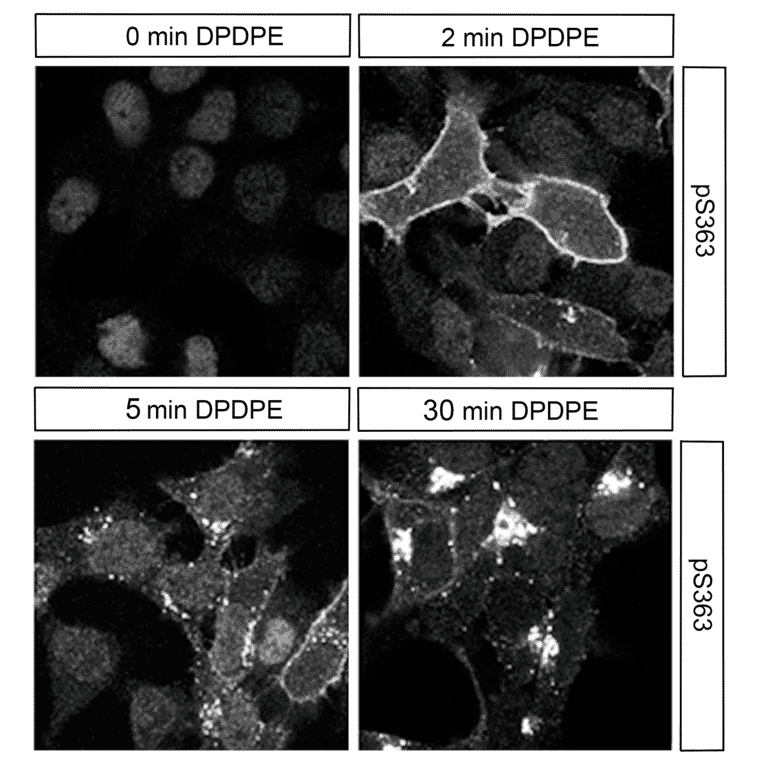 Immunohistochemistry - Anti-delta Opioid Receptor (phospho Ser363) Antibody (A334519) - Antibodies.com