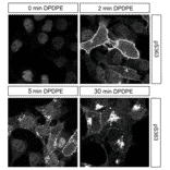 Immunohistochemistry - Anti-delta Opioid Receptor (phospho Ser363) Antibody (A334519) - Antibodies.com