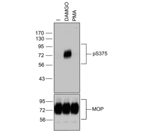 Western blot - Anti-Mu Opioid Receptor (phospho Ser375) Antibody (A334520) - Antibodies.com