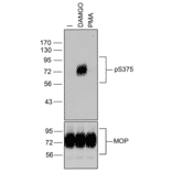 Western blot - Anti-Mu Opioid Receptor (phospho Ser375) Antibody (A334520) - Antibodies.com