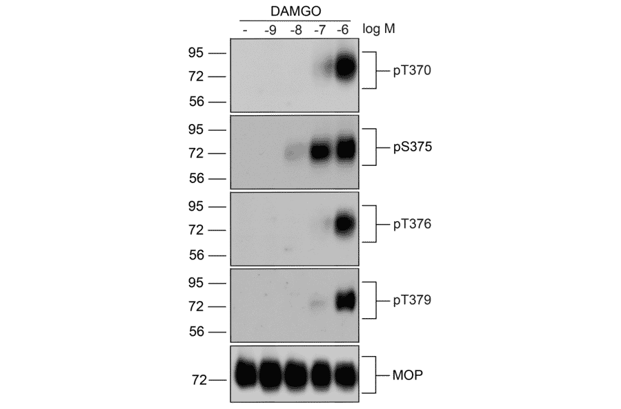 Western blot - Anti-Mu Opioid Receptor (phospho Ser375) Antibody (A334520) - Antibodies.com