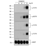 Western blot - Anti-Mu Opioid Receptor (phospho Ser375) Antibody (A334520) - Antibodies.com