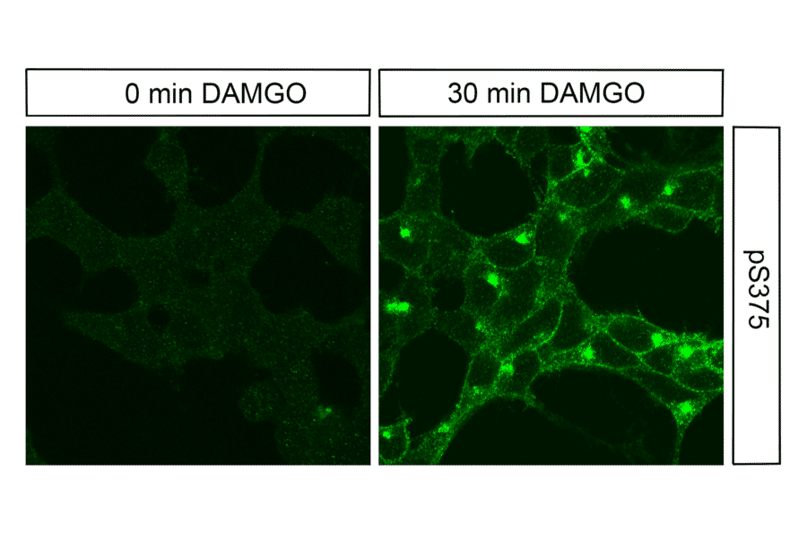 Immunohistochemistry - Anti-Mu Opioid Receptor (phospho Ser375) Antibody (A334520) - Antibodies.com