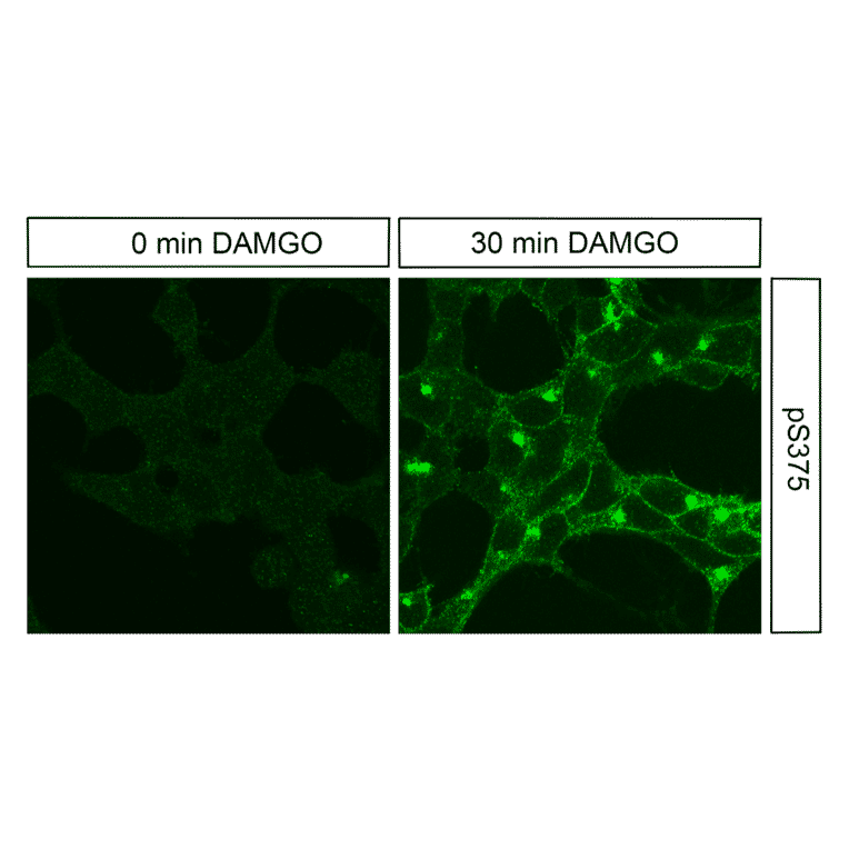 Immunohistochemistry - Anti-Mu Opioid Receptor (phospho Ser375) Antibody (A334520) - Antibodies.com