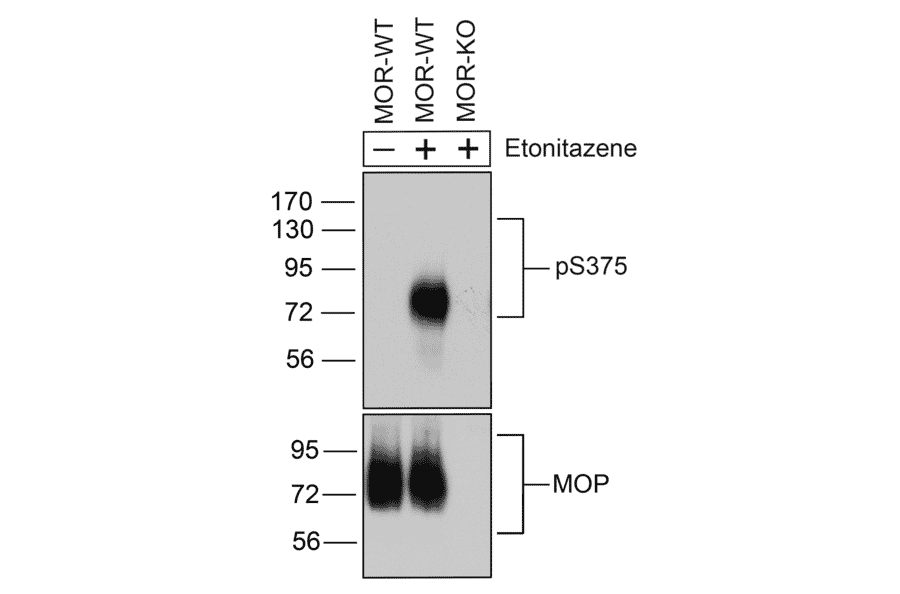 Western blot - Anti-Mu Opioid Receptor (phospho Ser375) Antibody (A334520) - Antibodies.com