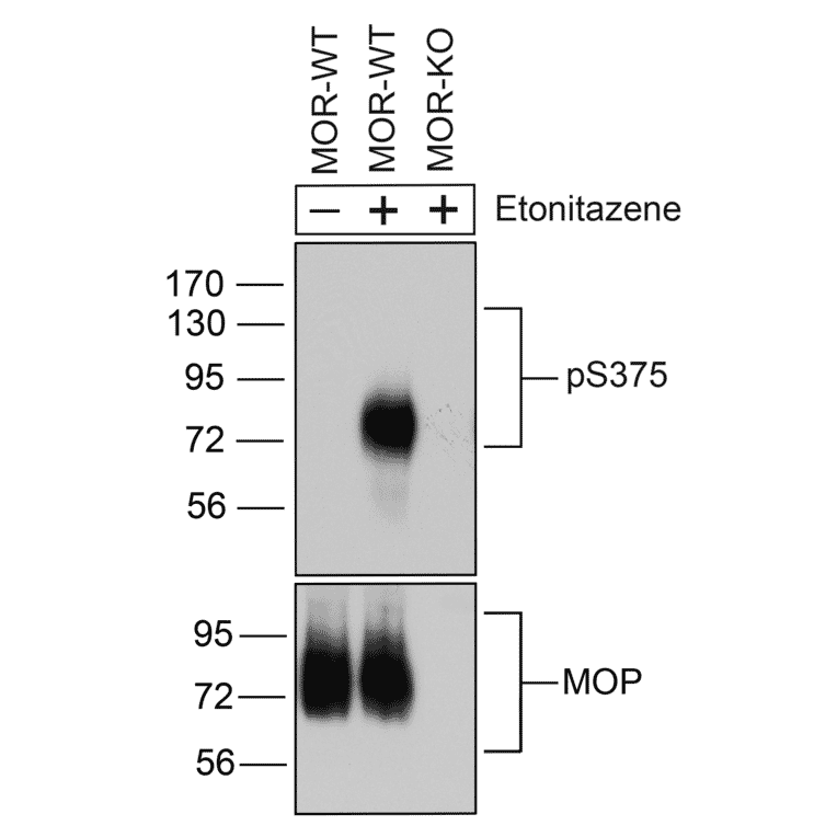 Western blot - Anti-Mu Opioid Receptor (phospho Ser375) Antibody (A334520) - Antibodies.com