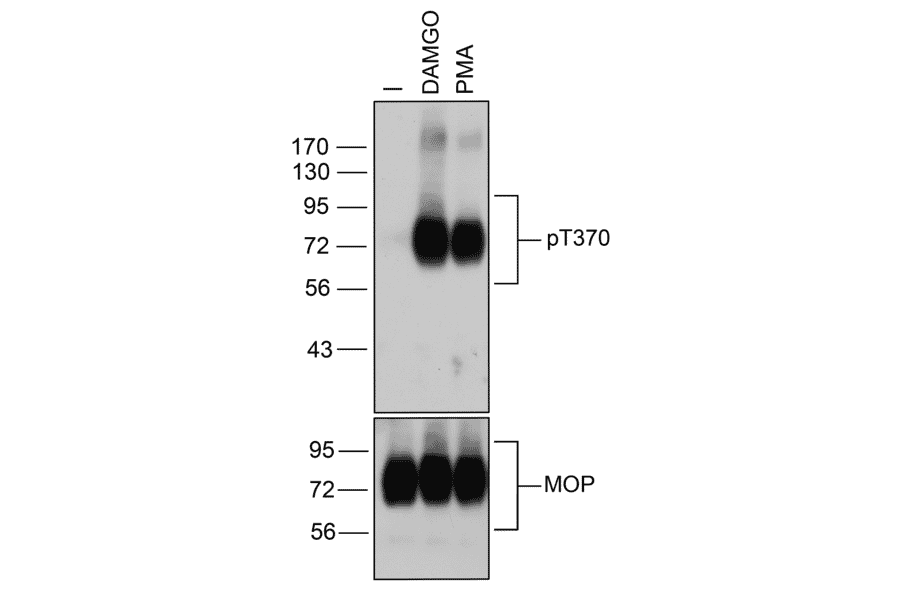 Western blot - Anti-Mu Opioid Receptor (phospho Thr370) Antibody (A334521) - Antibodies.com