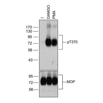 Western blot - Anti-Mu Opioid Receptor (phospho Thr370) Antibody (A334521) - Antibodies.com