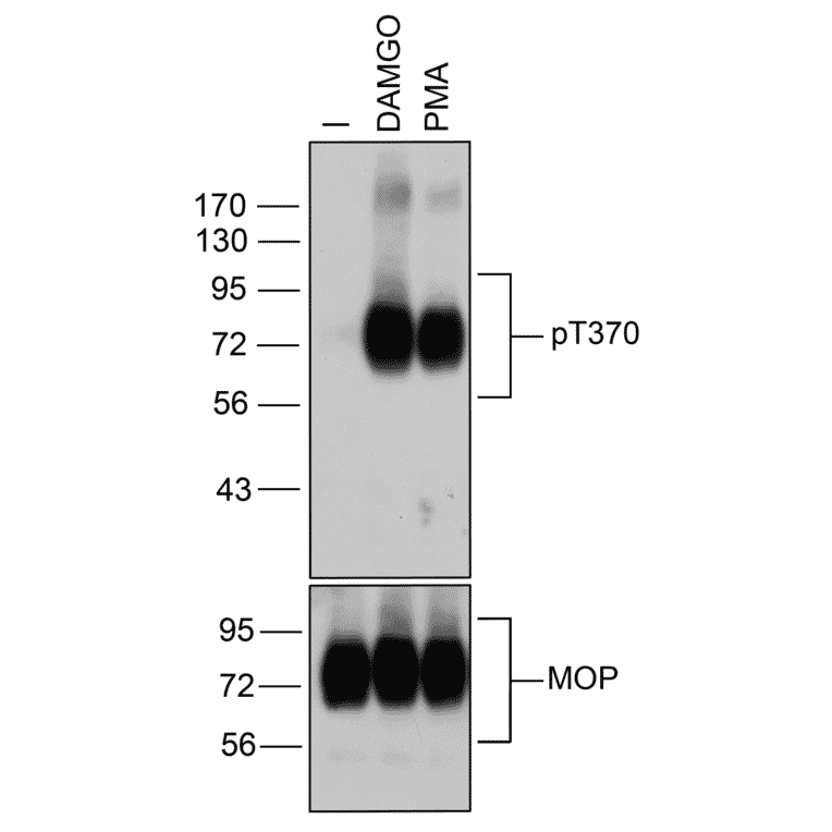 Western blot - Anti-Mu Opioid Receptor (phospho Thr370) Antibody (A334521) - Antibodies.com
