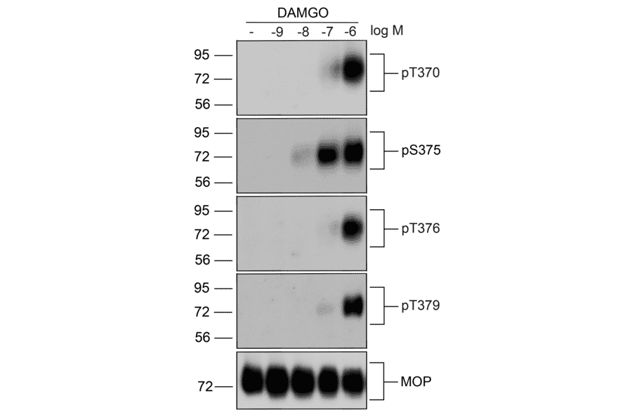 Western blot - Anti-Mu Opioid Receptor (phospho Thr370) Antibody (A334521) - Antibodies.com
