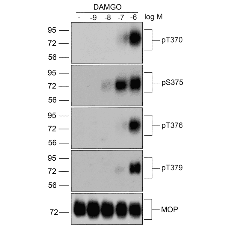 Western blot - Anti-Mu Opioid Receptor (phospho Thr370) Antibody (A334521) - Antibodies.com