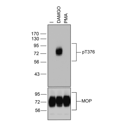 Western blot - Anti-Mu Opioid Receptor (phospho Thr376) Antibody (A334522) - Antibodies.com