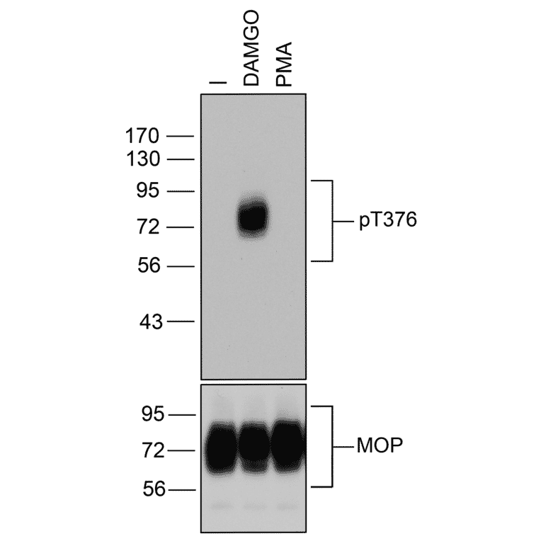 Western blot - Anti-Mu Opioid Receptor (phospho Thr376) Antibody (A334522) - Antibodies.com