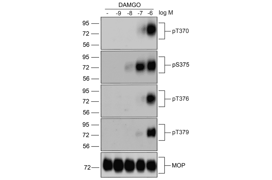 Western blot - Anti-Mu Opioid Receptor (phospho Thr376) Antibody (A334522) - Antibodies.com