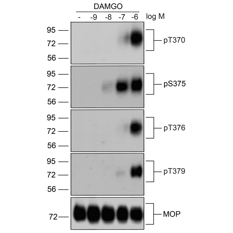 Western blot - Anti-Mu Opioid Receptor (phospho Thr376) Antibody (A334522) - Antibodies.com