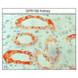 Immunohistochemistry - Anti-GPR158 Antibody (A334524) - Antibodies.com