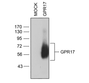 Western blot - Anti-GPCR GPR17 Antibody (A334525) - Antibodies.com