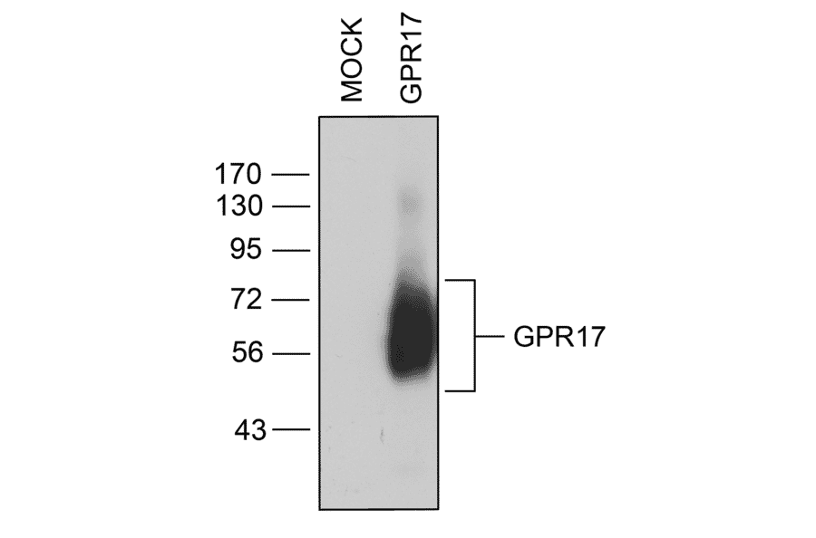 Western blot - Anti-GPCR GPR17 Antibody (A334525) - Antibodies.com