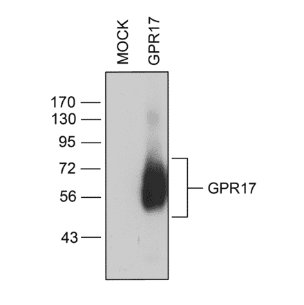 Western blot - Anti-GPCR GPR17 Antibody (A334525) - Antibodies.com