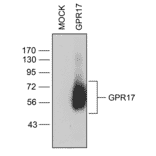 Western blot - Anti-GPCR GPR17 Antibody (A334525) - Antibodies.com