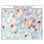 Immunohistochemistry - Anti-GPCR GPR25 Antibody (A334527) - Antibodies.com