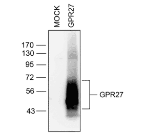 Western blot - Anti-GPCR GPR27 Antibody (A334528) - Antibodies.com