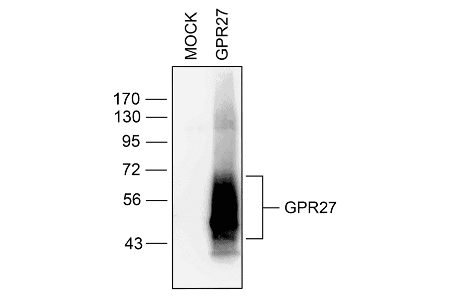 Western blot - Anti-GPCR GPR27 Antibody (A334528) - Antibodies.com