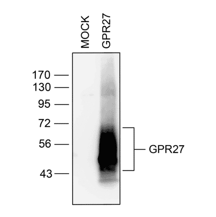 Western blot - Anti-GPCR GPR27 Antibody (A334528) - Antibodies.com