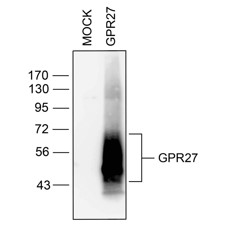 Western blot - Anti-GPCR GPR27 Antibody (A334528) - Antibodies.com