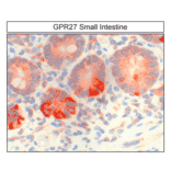 Immunohistochemistry - Anti-GPCR GPR27 Antibody (A334528) - Antibodies.com