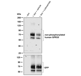 Western blot - Anti-GPR35 Antibody (A334529) - Antibodies.com