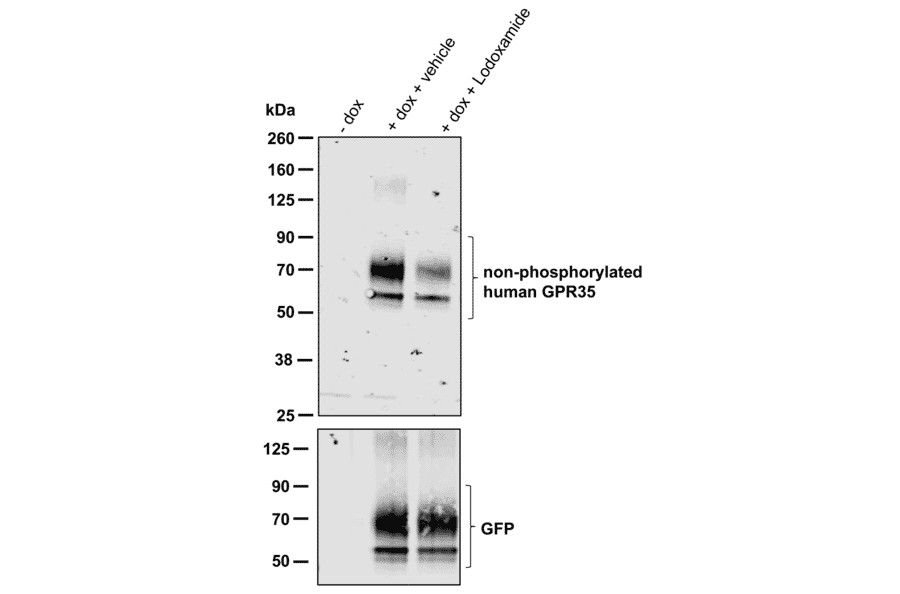 Western blot - Anti-GPR35 Antibody (A334529) - Antibodies.com