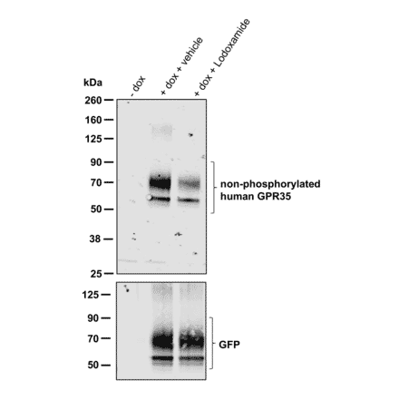 Western blot - Anti-GPR35 Antibody (A334529) - Antibodies.com