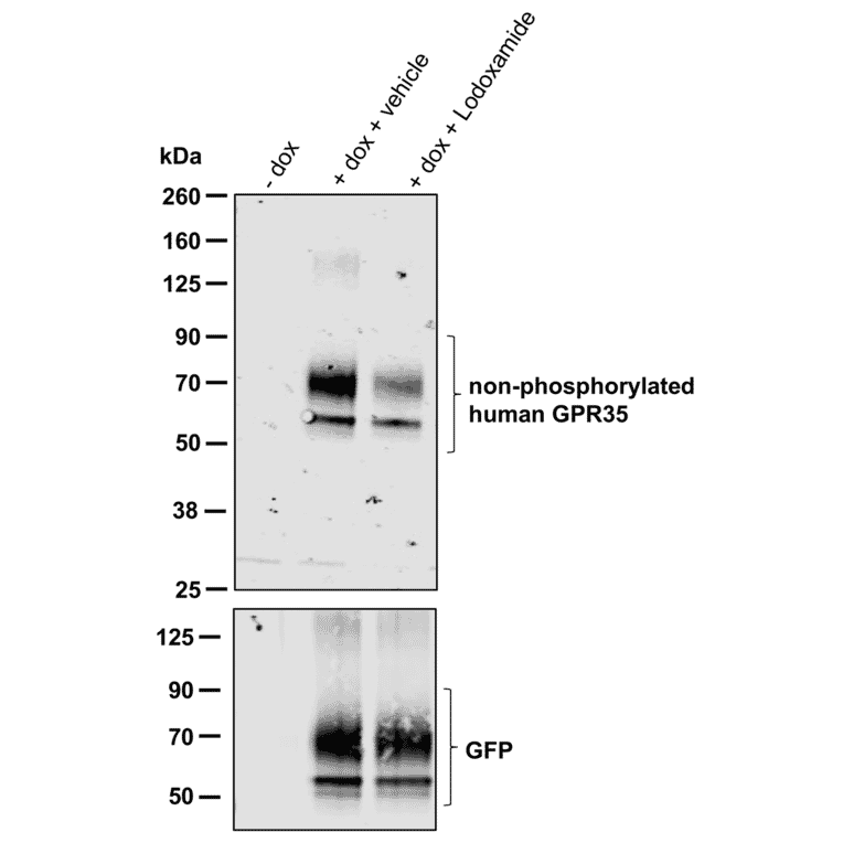 Western blot - Anti-GPR35 Antibody (A334529) - Antibodies.com