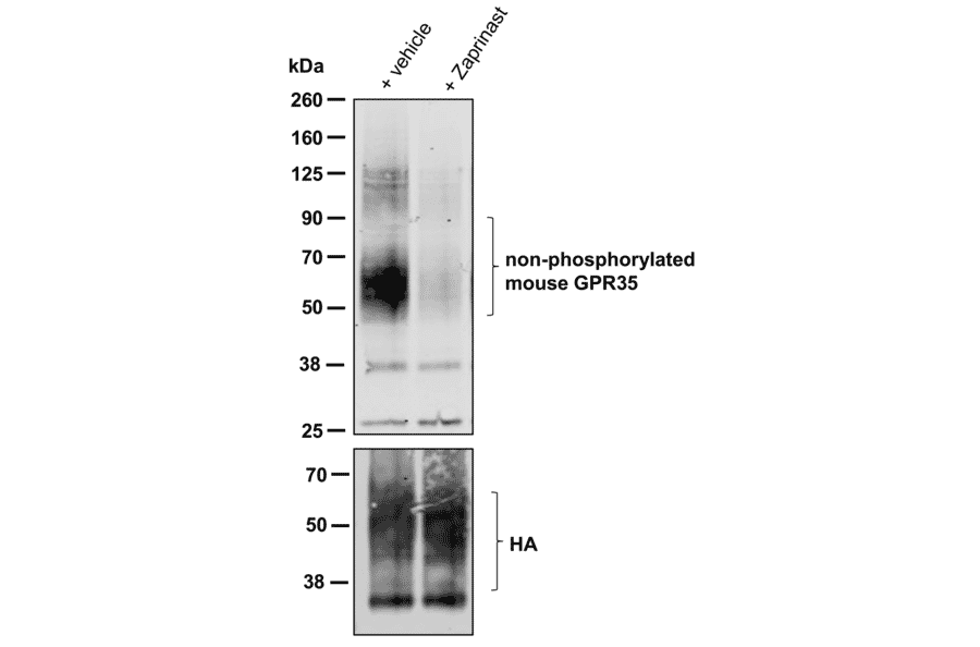 Western blot - Anti-GPR35 Antibody (A334529) - Antibodies.com