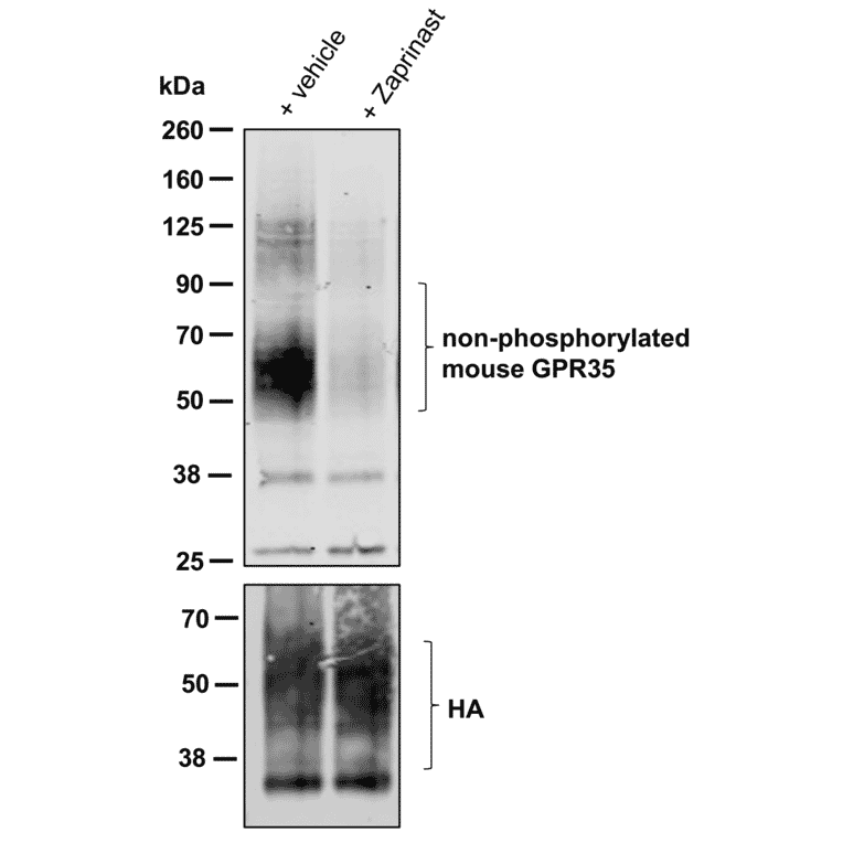 Western blot - Anti-GPR35 Antibody (A334529) - Antibodies.com