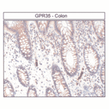 Immunohistochemistry - Anti-GPR35 Antibody (A334529) - Antibodies.com