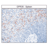Immunohistochemistry - Anti-GPR35 Antibody (A334529) - Antibodies.com