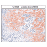 Immunohistochemistry - Anti-GPR35 Antibody (A334529) - Antibodies.com