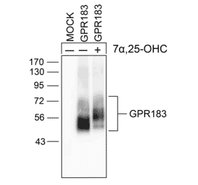 Western blot - Anti-EBI2 Antibody (A334533) - Antibodies.com
