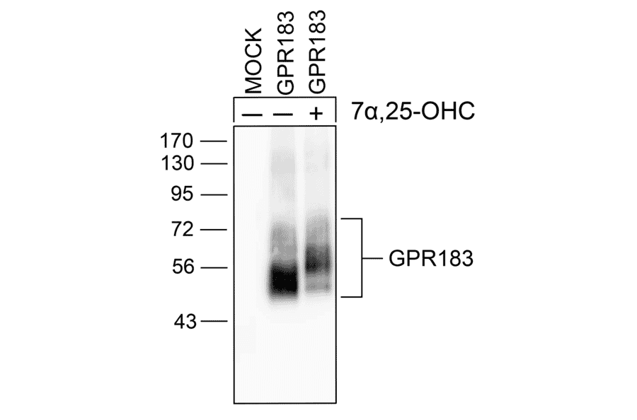 Western blot - Anti-EBI2 Antibody (A334533) - Antibodies.com