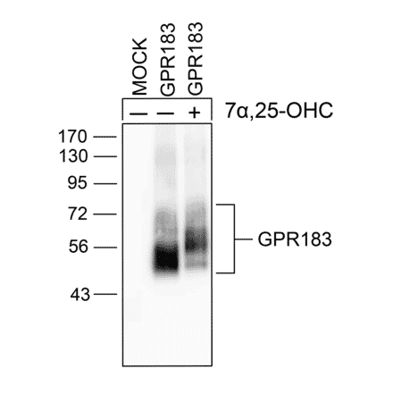 Western blot - Anti-EBI2 Antibody (A334533) - Antibodies.com