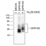 Western blot - Anti-EBI2 Antibody (A334533) - Antibodies.com