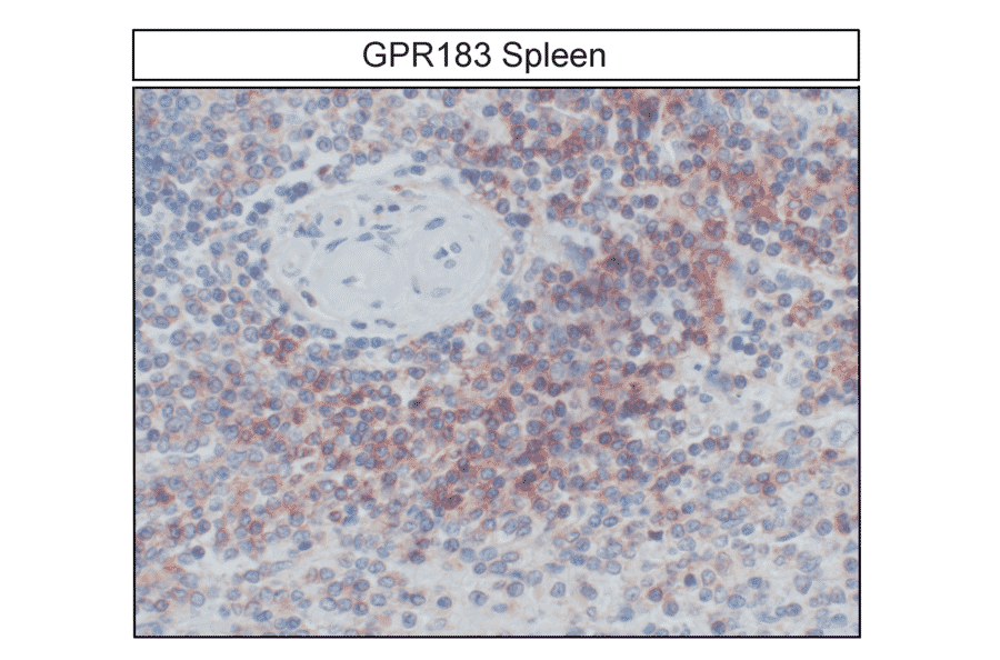 Immunohistochemistry - Anti-EBI2 Antibody (A334533) - Antibodies.com