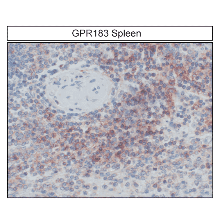 Immunohistochemistry - Anti-EBI2 Antibody (A334533) - Antibodies.com