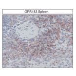 Immunohistochemistry - Anti-EBI2 Antibody (A334533) - Antibodies.com